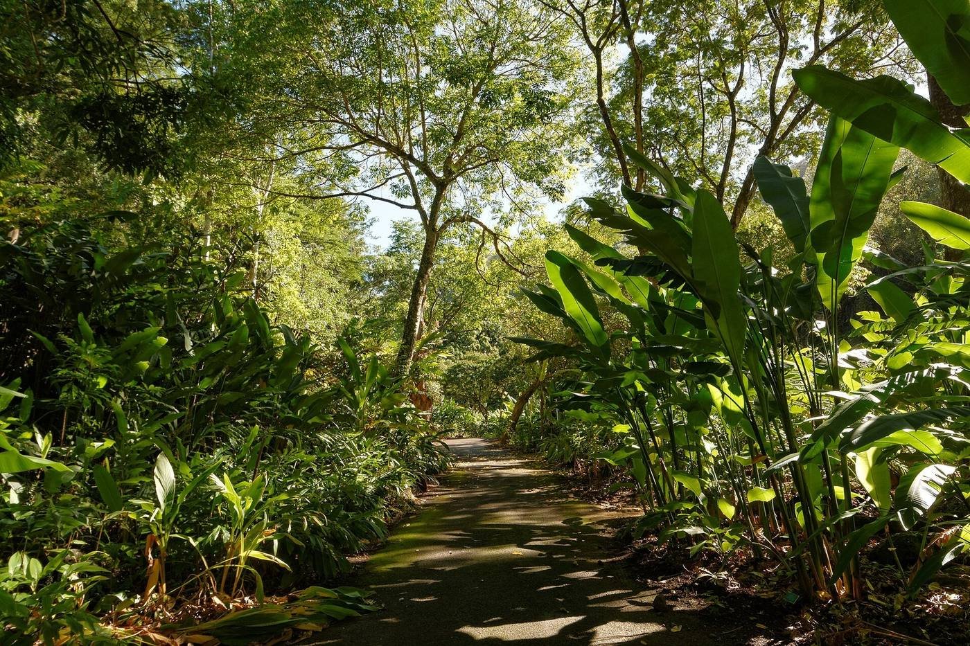 Paved garden trail through Waimea Valley on Oahu